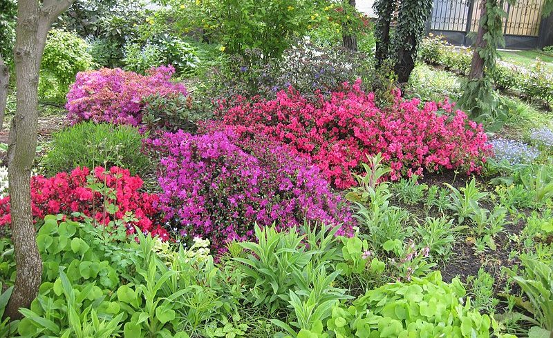 UWG beantragt mehr blühende Vorgärten
